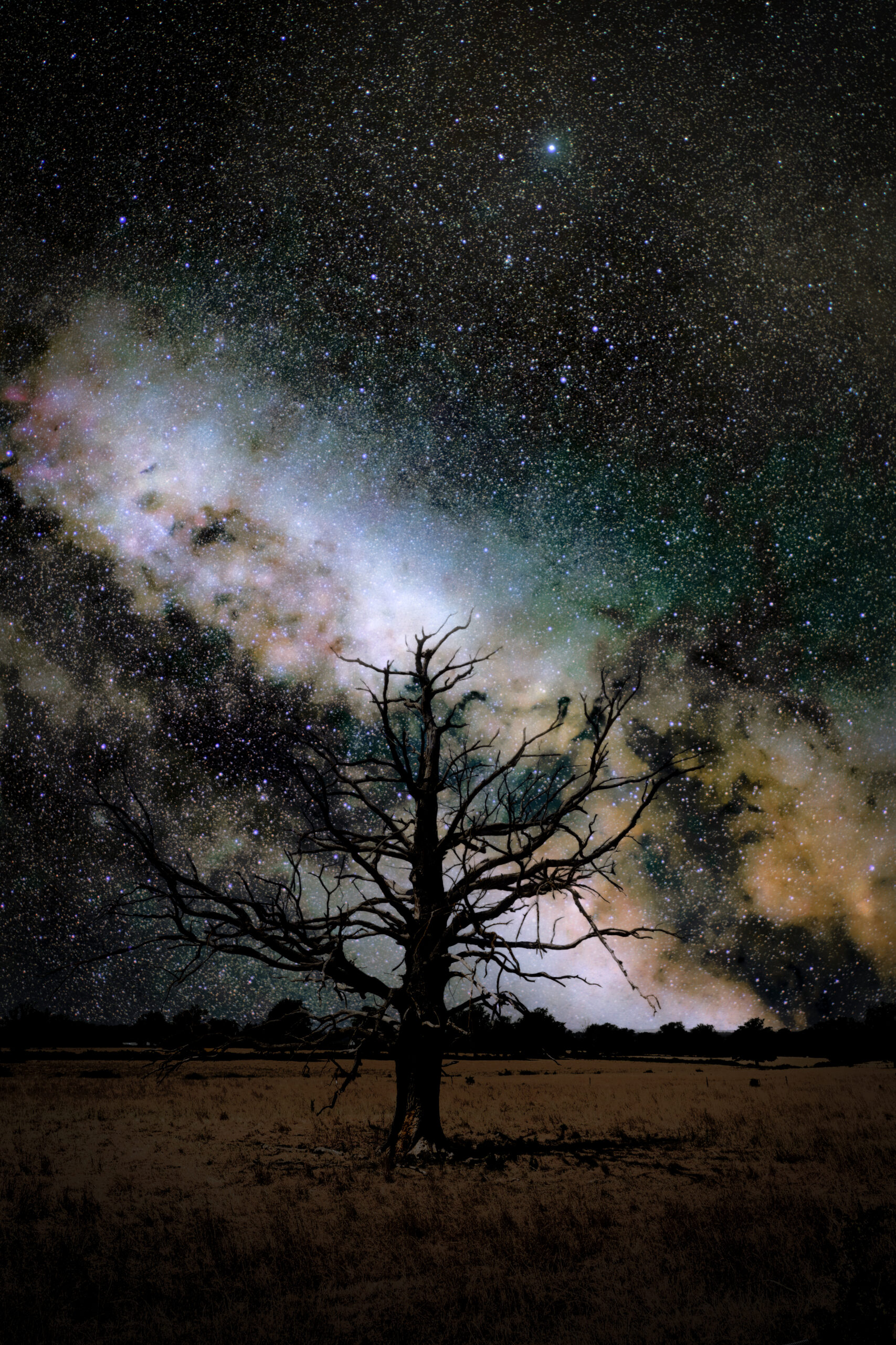 Burnt tree